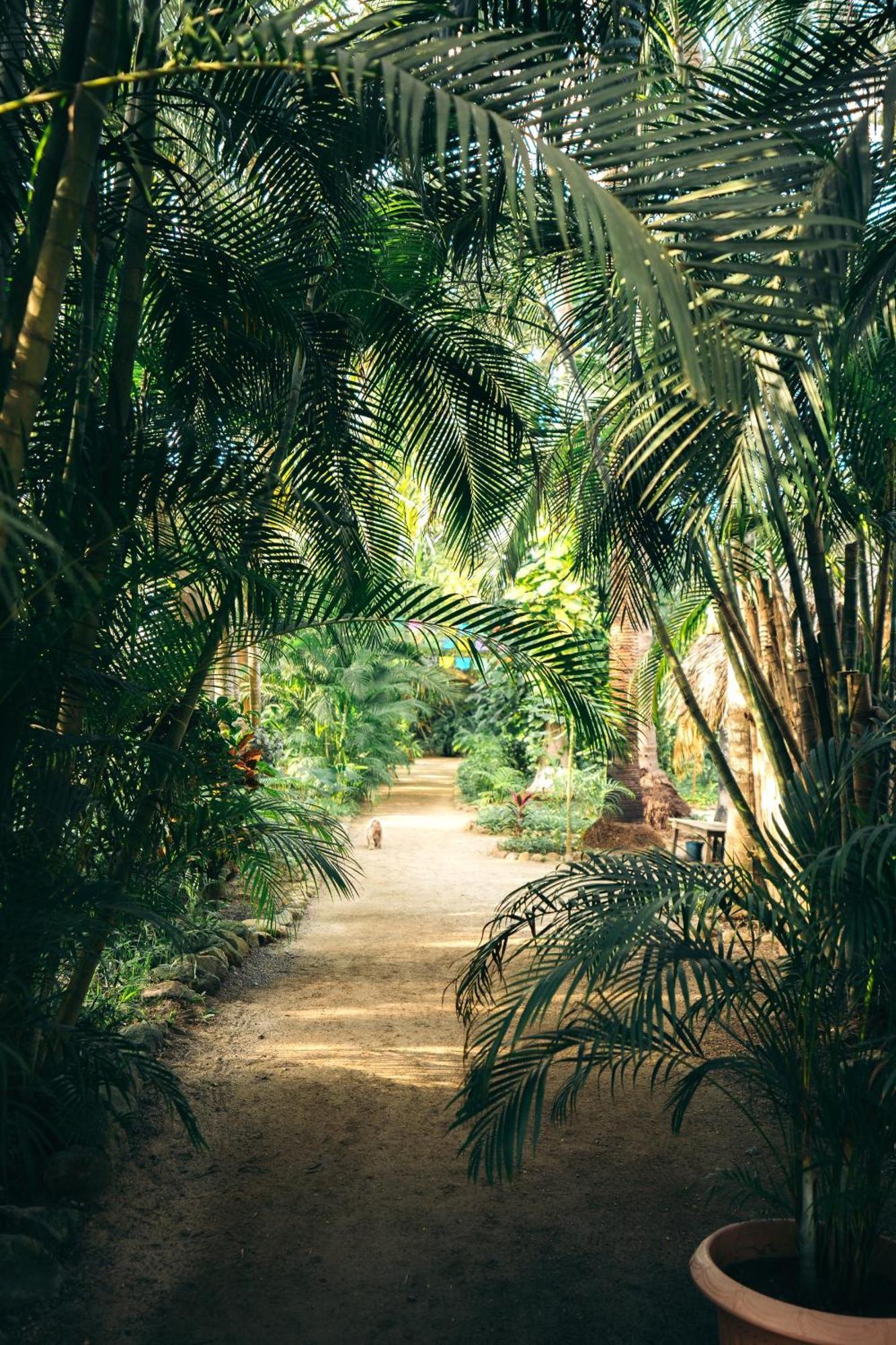 Junto Al Rio Bungalows & Suites Sayulita Luaran gambar